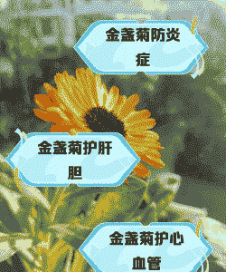 金盏菊潜隐病的症状及防治