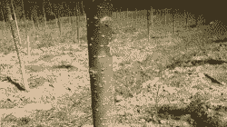 刺槐干腐病的症状及防治 刺槐干腐病的症状及防治