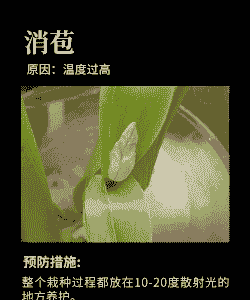 郁金香碎锦病的症状及防治方法 郁金香碎锦病的症状及防治方法