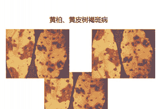 黄柏、黄皮树褐斑病的防治方法 黄柏、黄皮树褐斑病的防治方法