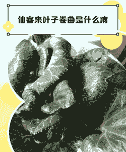 仙客来病害及防治(下) 仙客来病害及防治(下)