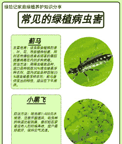 树桩盆景病虫害的防治 树桩盆景病虫害的防治