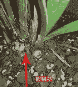 兰花为何冬季枯死 兰花为何冬季枯死