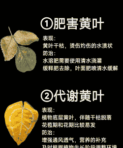 毛白杨黄叶落叶症的区别与防治 毛白杨黄叶落叶症的区别与防治