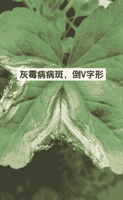 大棚花卉灰霉病的防治 大棚花卉灰霉病的防治