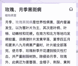 月季黑斑病的发生与防治 月季黑斑病的发生与防治