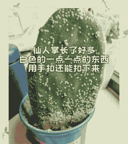 仙人掌类常见病害 仙人掌类常见病害