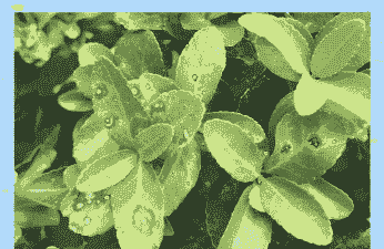 大叶黄杨几种常见病虫害 大叶黄杨几种常见病虫害