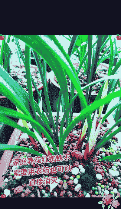 兰花红蜘蛛的识别与防治 兰花红蜘蛛的识别与防治