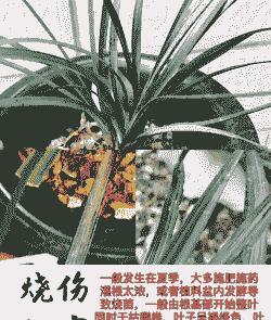 紫罗兰常见病害及防治 紫罗兰常见病害及防治