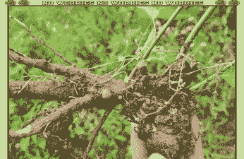 樱花主要害螨 樱花主要害螨