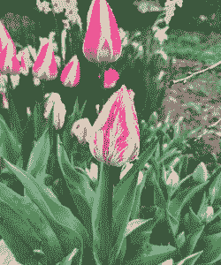 郁金香碎色病的防治 郁金香碎色病的防治