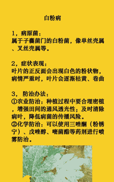 白粉病综合防治技术 白粉病综合防治技术