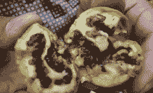 核桃举肢蛾的发生规律及防治方法 核桃举肢蛾的发生规律及防治方法