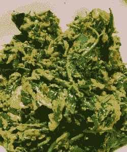 枸杞叶片出现“泡状物” 枸杞叶片出现“泡状物”