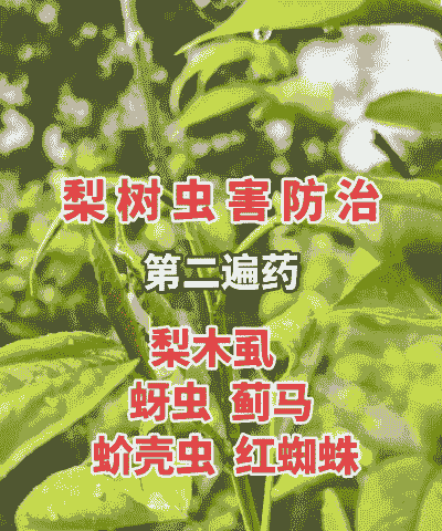 李树主要病虫害的防治 李树主要病虫害的防治