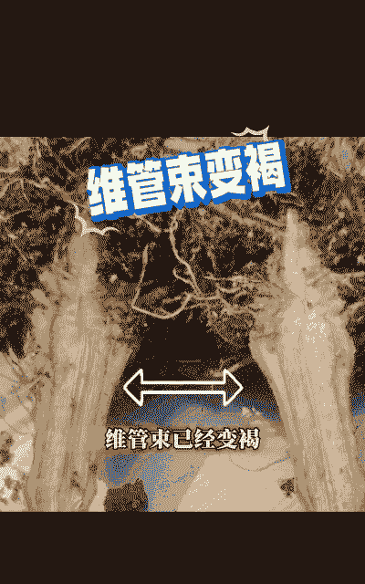 美人蕉青枯病症状及防治方法 美人蕉青枯病症状及防治方法