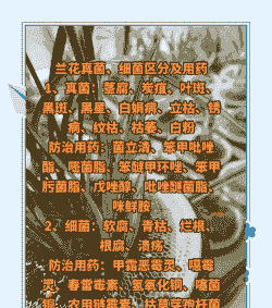 兰花主要病害及其防治 兰花主要病害及其防治