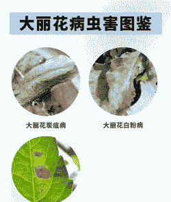 大丽花暗纹病 大丽花暗纹病