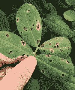 翠菊褐斑病 翠菊褐斑病