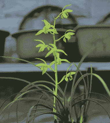 阿司匹林在花木莳养中的应用 阿司匹林在花木莳养中的应用