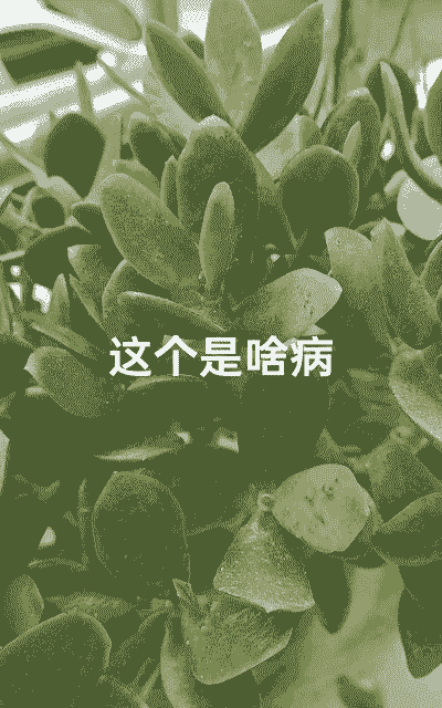 八仙花绿瓣病 八仙花绿瓣病