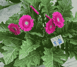 非洲菊菌核病 非洲菊菌核病