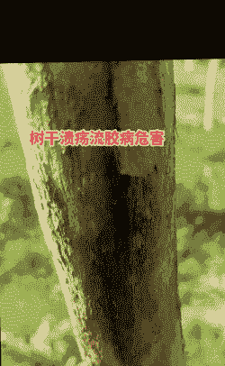 柳树烂皮病的防治 柳树烂皮病的防治