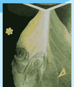 桔梗轮纹病如何防治方法 桔梗轮纹病如何防治方法