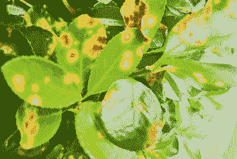 大叶黄杨褐斑病防治方法 大叶黄杨褐斑病防治方法