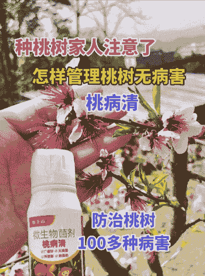 观赏桃腐烂病的冬春防治方法 观赏桃腐烂病的冬春防治方法