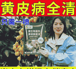 黄皮梢腐病的症状及防治方法 黄皮梢腐病的症状及防治方法