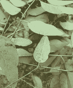 桉枯萎病的发生及防治方法 桉枯萎病的发生及防治方法