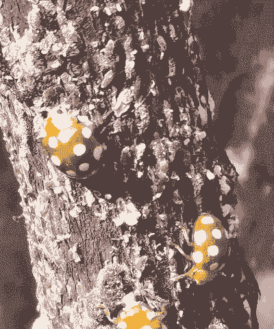 紫薇绒蚧的防治 紫薇绒蚧的防治