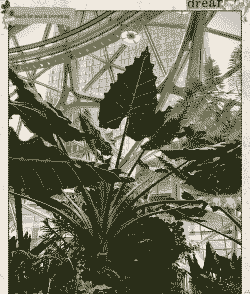 海芋灰霉病的防治 海芋灰霉病的防治