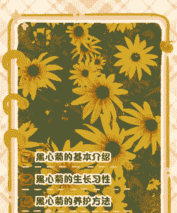 黑心菊花叶病的症状及防治 黑心菊花叶病的症状及防治