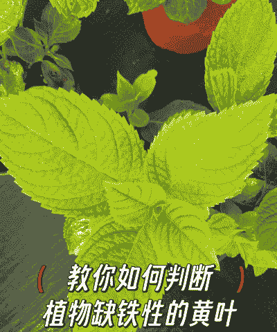 牡丹缺铁黄叶病的症状及防治方法 牡丹缺铁黄叶病的症状及防治方法