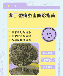 丁香叶枯病的发生及防治 丁香叶枯病的发生及防治