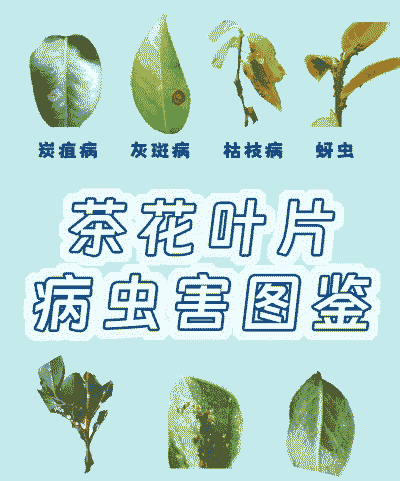 茶花赤叶斑病的防治措施 茶花赤叶斑病的防治措施