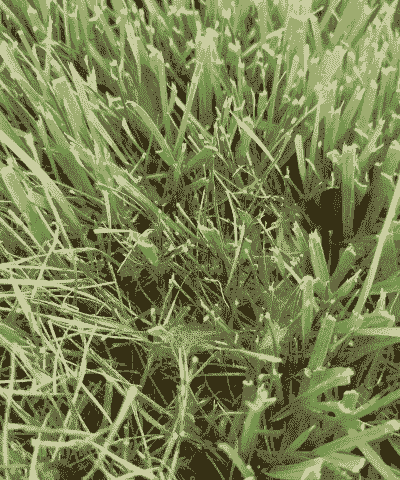 草坪雪霉叶枯病的防治措施 草坪雪霉叶枯病的防治措施