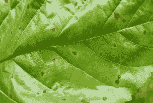 木槿假尾孢褐斑病的症状及防治方法 木槿假尾孢褐斑病的症状及防治方法