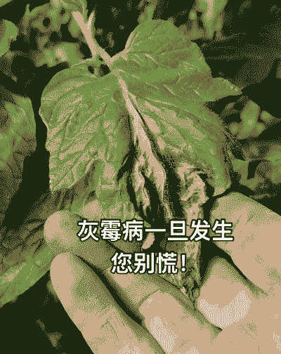 毛茛灰霉病防治方法 毛茛灰霉病防治方法