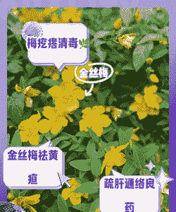 花卉严防瘿瘤方法 花卉严防瘿瘤方法