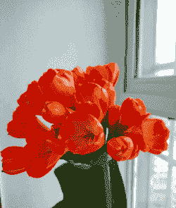 大花君子兰烂根病的防治方法 大花君子兰烂根病的防治方法