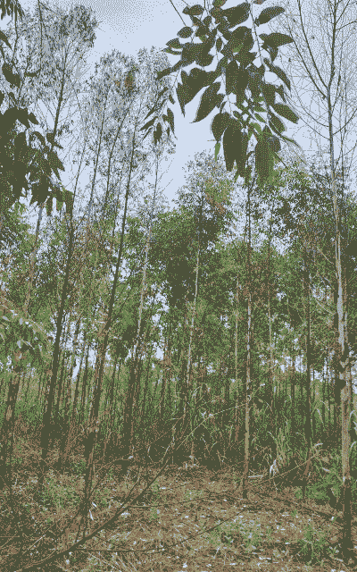 桉树红叶枯稍病的防治 桉树红叶枯稍病的防治