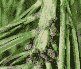 雪松常见病虫害及防治措施 雪松常见病虫害及防治措施