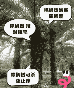 棕榈干腐病的防治措施 棕榈干腐病的防治措施