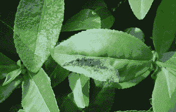 丁香炭疽病的防治方法 丁香炭疽病的防治方法