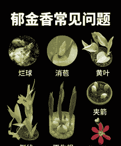 郁金香碎锦病的症状及防治 郁金香碎锦病的症状及防治