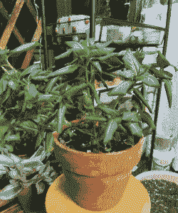 长春花疫病的症状及防治 长春花疫病的症状及防治